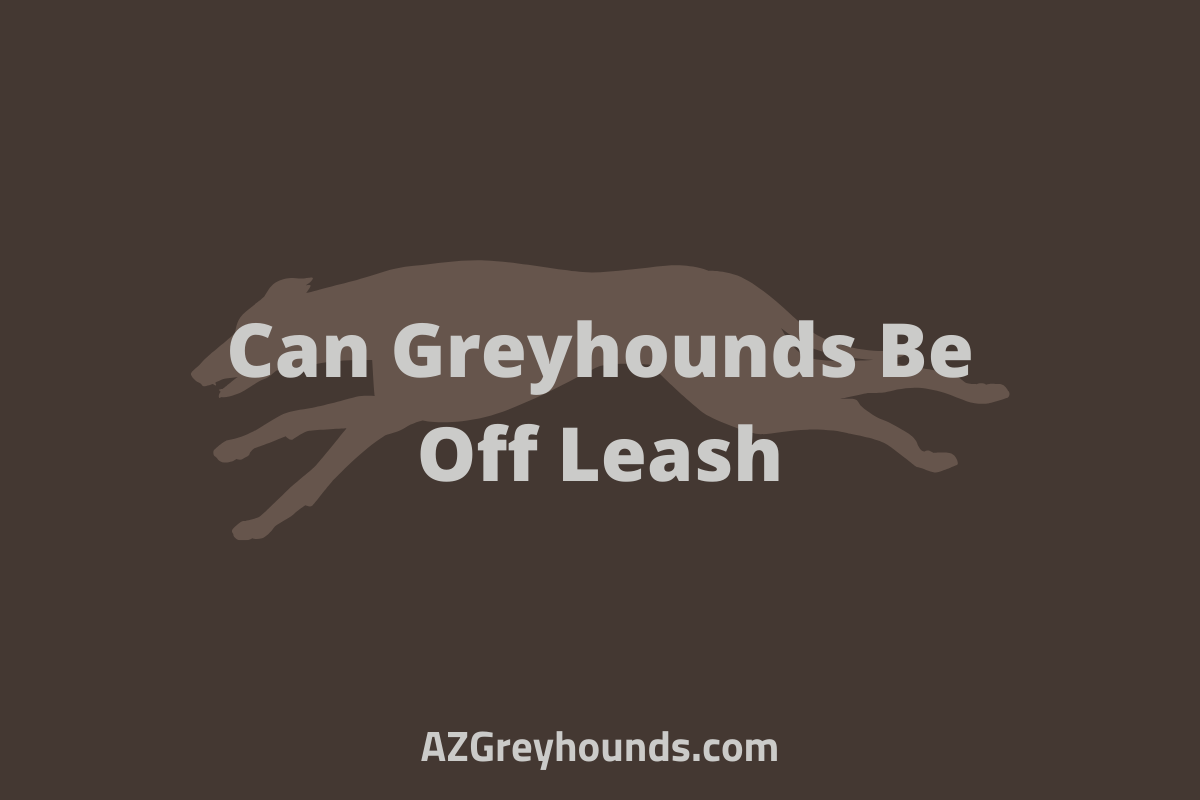 Greyhounds Exercise Do They Need A Lot, What Type & More