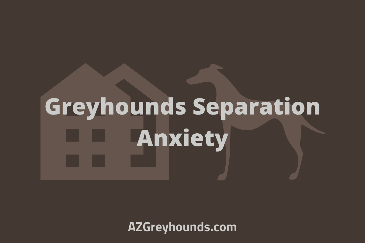 Are Greyhounds Good Apartment Dogs