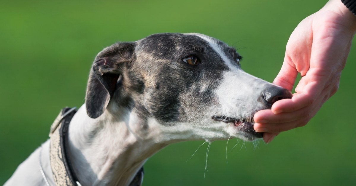 How do greyhounds show affection