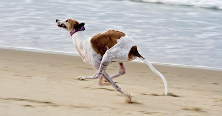 How much exercise do greyhounds need