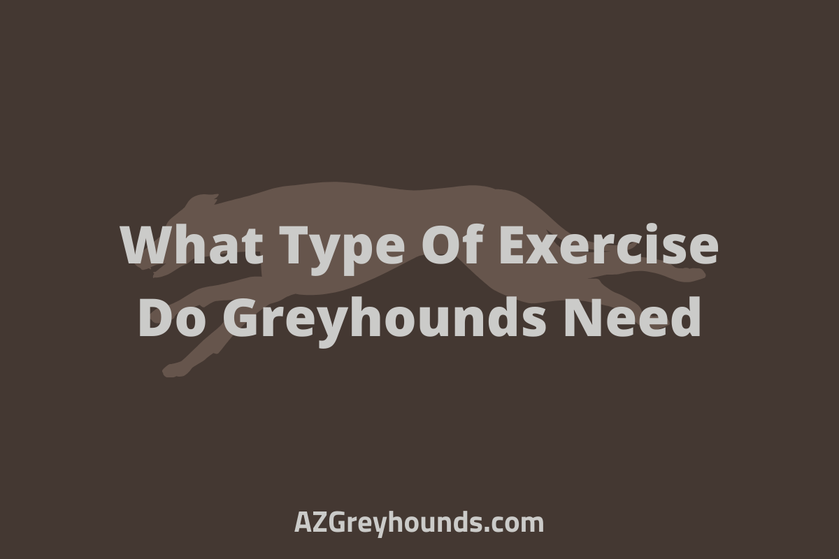 Greyhounds Exercise: Do They Need A Lot, What Type & More
