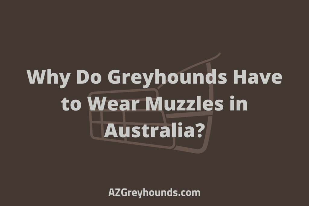 Why Do Greyhounds Have to Wear Muzzles in Australia