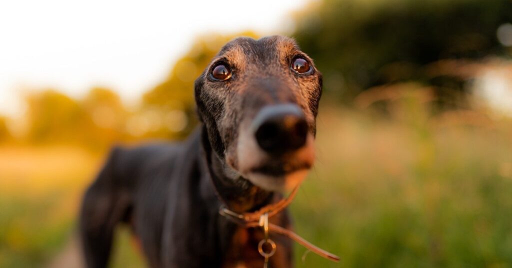 are greyhounds affectionate
