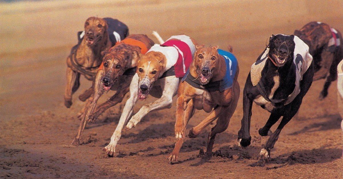 Retired Racing Greyhounds Adoption & Care AZ Guide