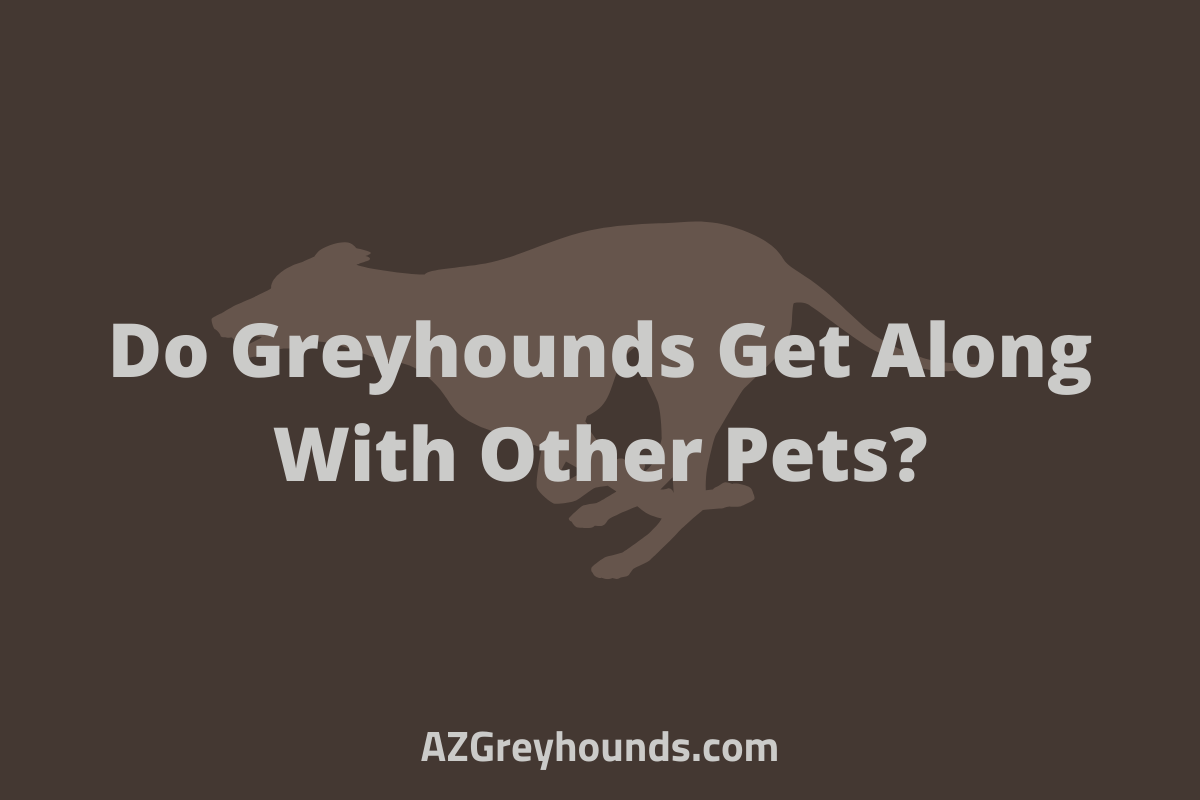Are Greyhounds Good Pets The Good, The Bad & The Ugly