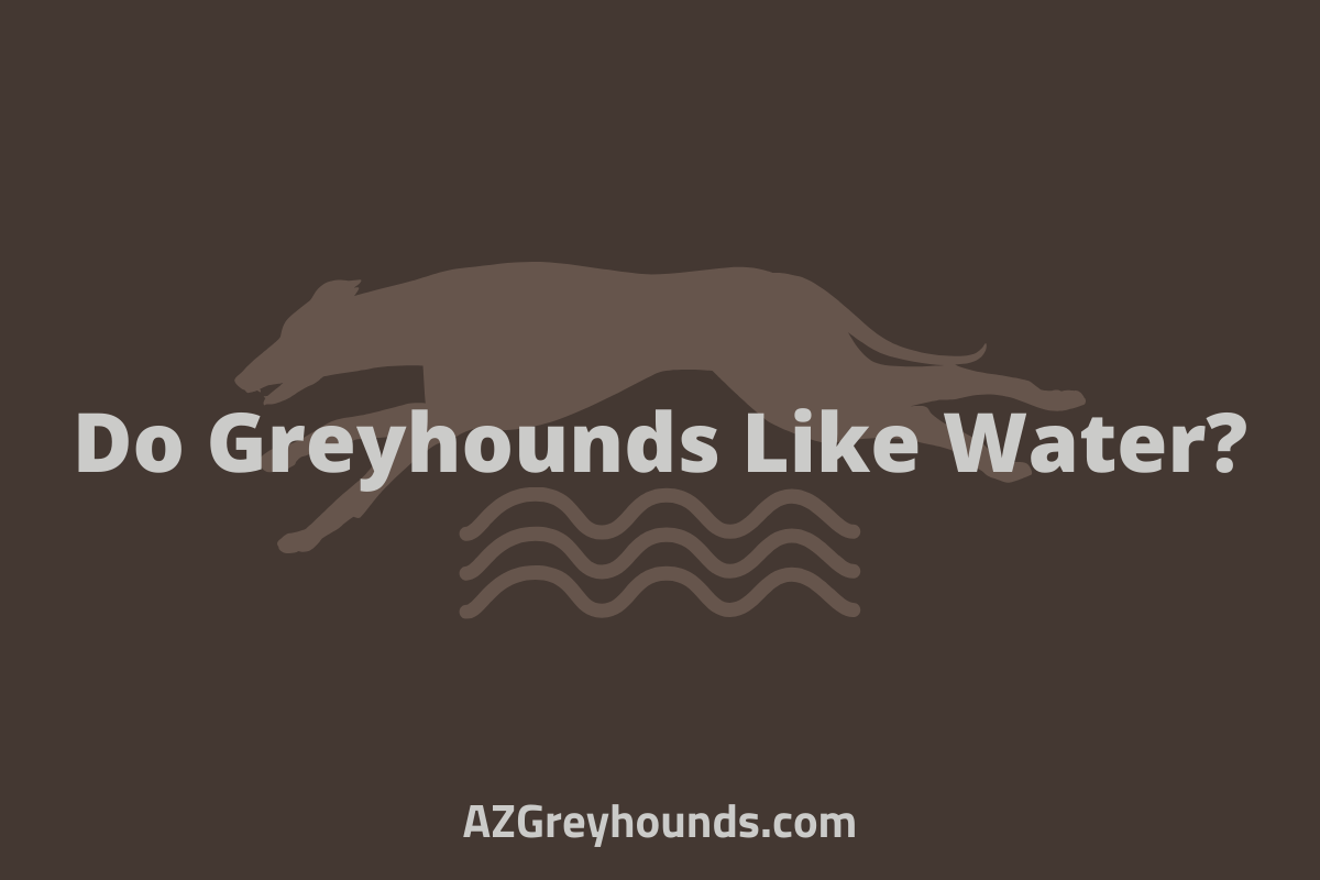 Do Greyhounds Like Water & Swimming How To Help