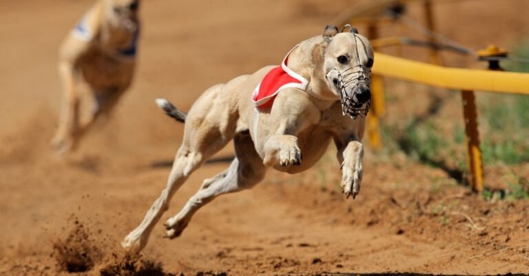 does a greyhound have to be muzzled