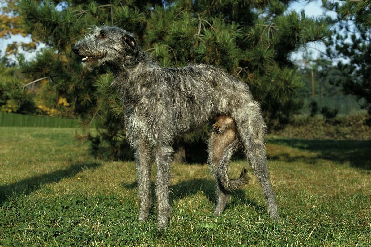 12 Dogs That Look Like Greyhounds Pictures, Personality & More