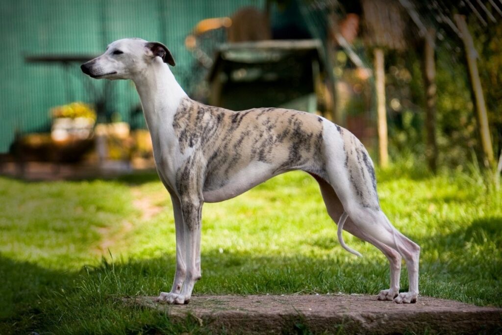 dogs that are similar to greyhounds