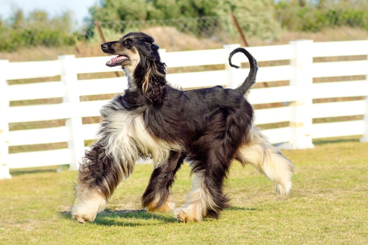 12 Dogs That Look Like Greyhounds Pictures, Personality & More