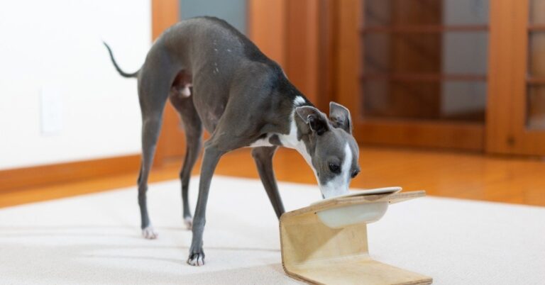 foods greyhounds should not eat