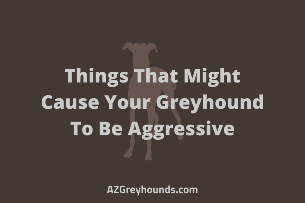 causes that make your greyhound aggressive