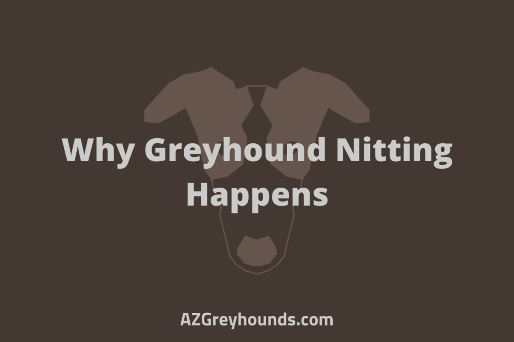 greyhound nitting meaning