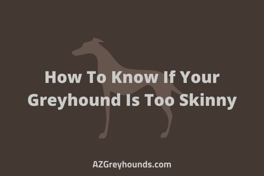 greyhound too skinny