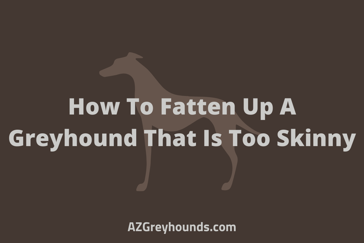 Why Are Greyhounds So Skinny, What's Too Skinny or Too Fat