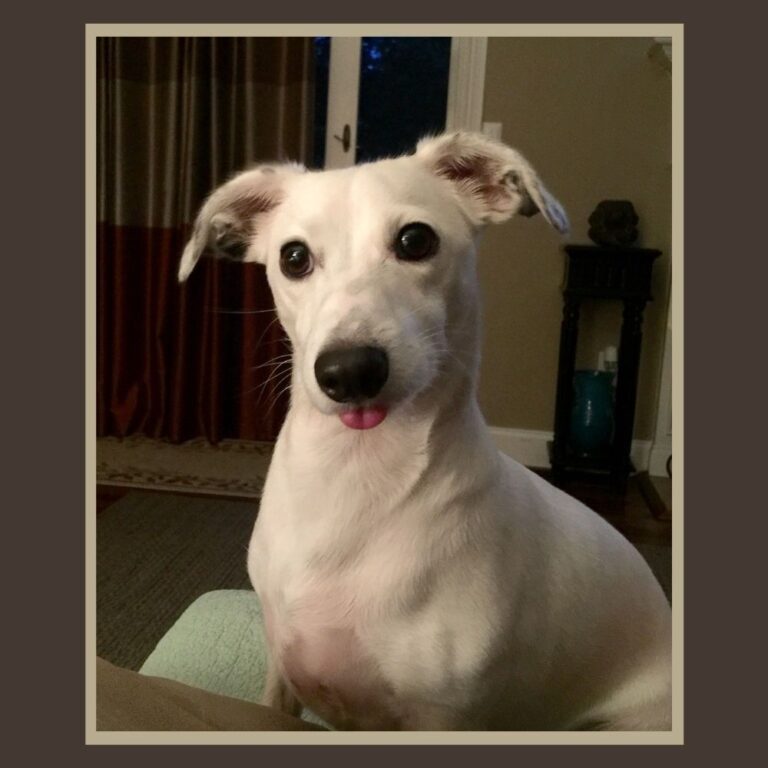 Jack Russell Italian Greyhound Mix Personality, Problems & More