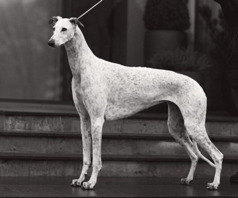 types of sighthounds