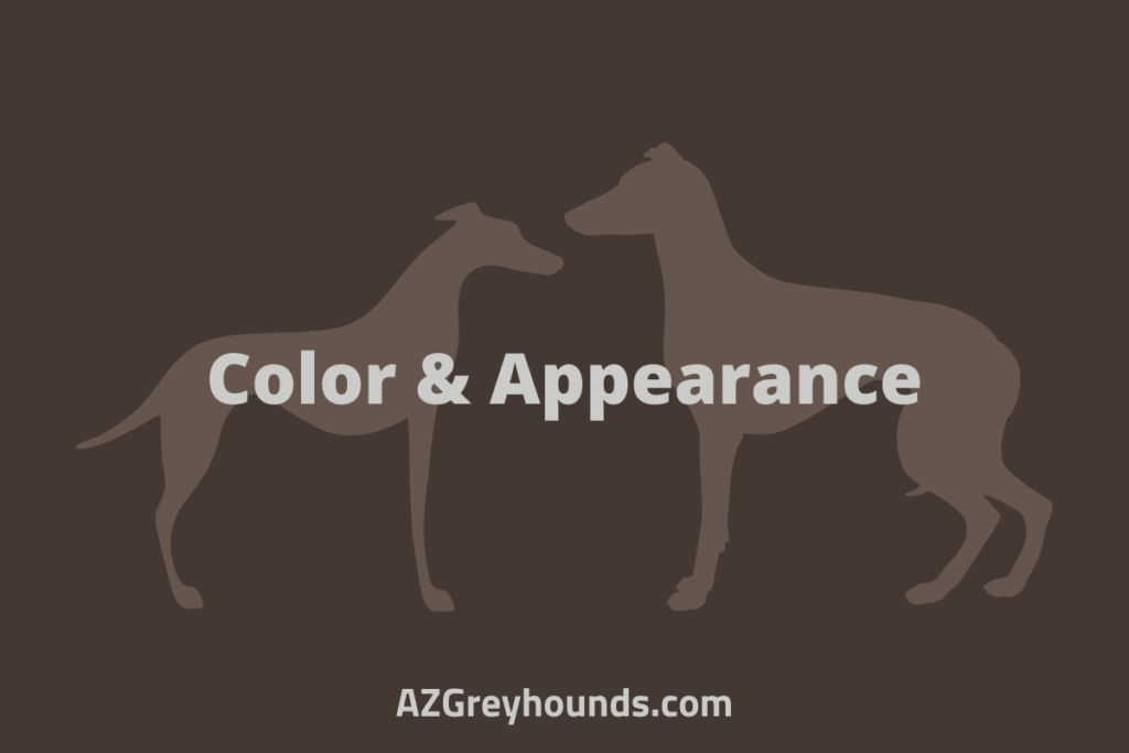 whippet or italian greyhound