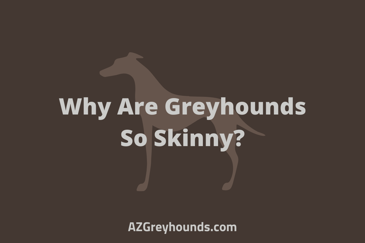 Why Are Greyhounds So Skinny, What's Too Skinny or Too Fat