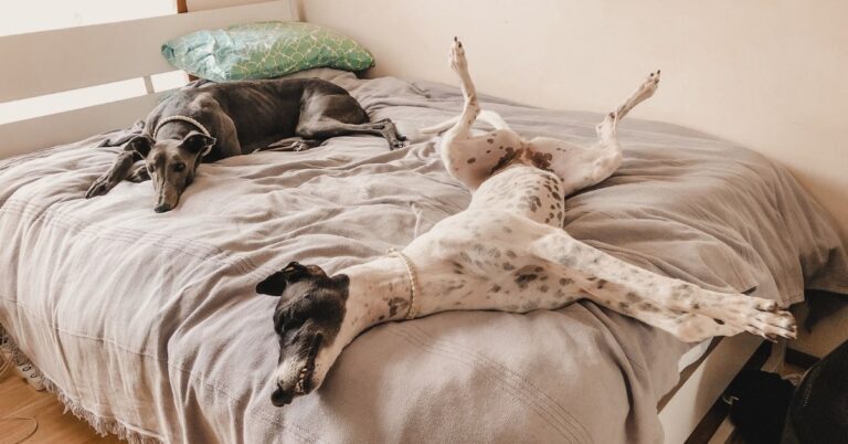 why do greyhounds roach and what is roaching