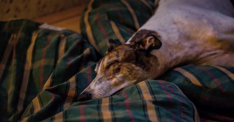 why do greyhounds sleep so much