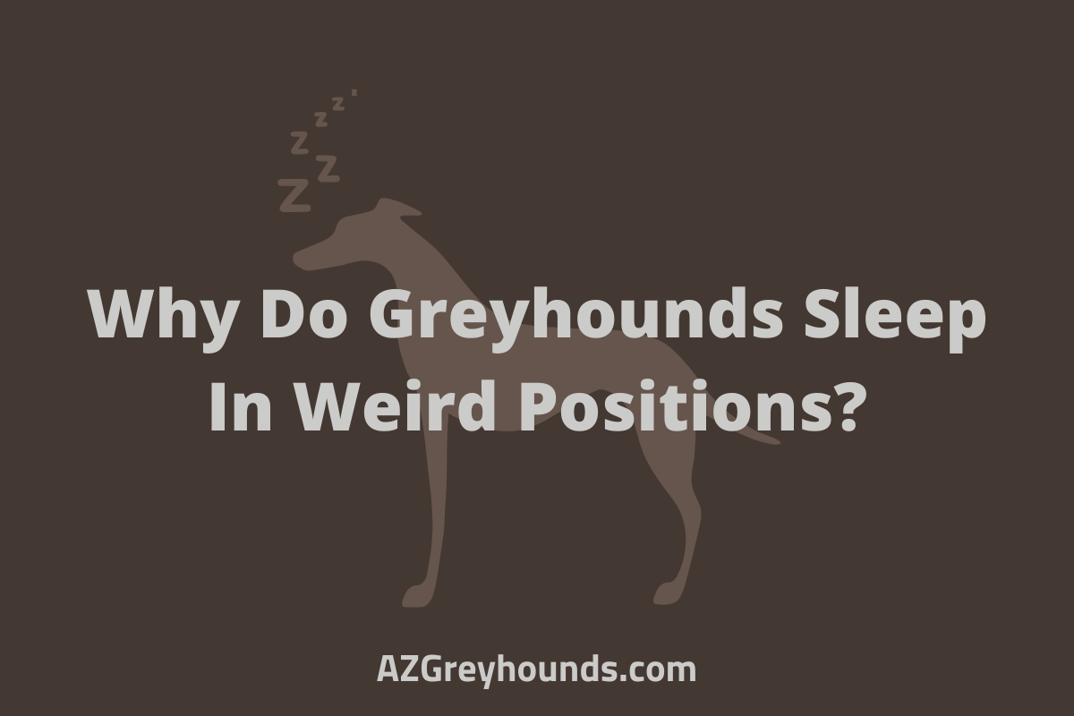 Greyhounds Sleep Why They Sleep So Much, Positions, Dangers & More