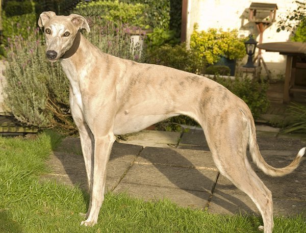 Retired Greyhound