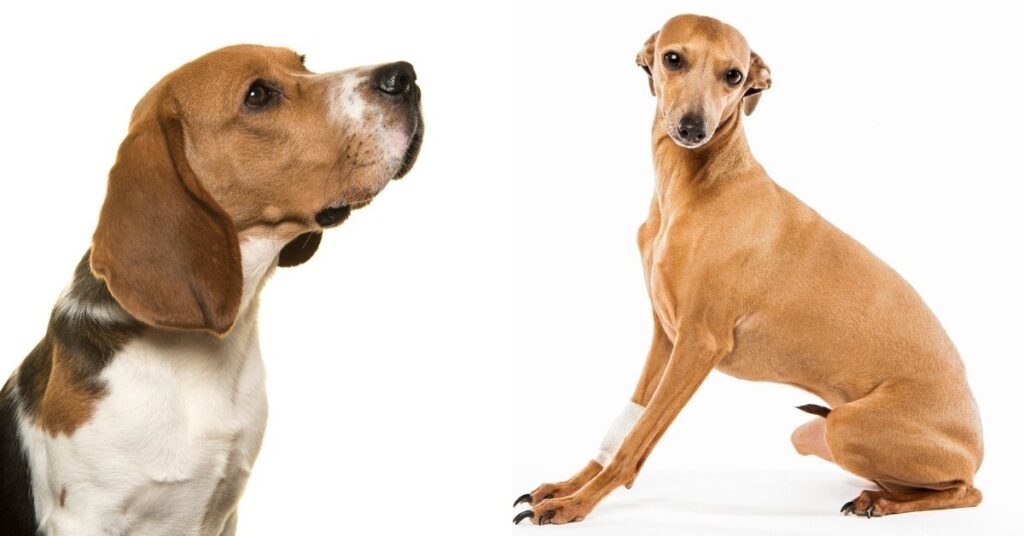 beagle greyhound mix
