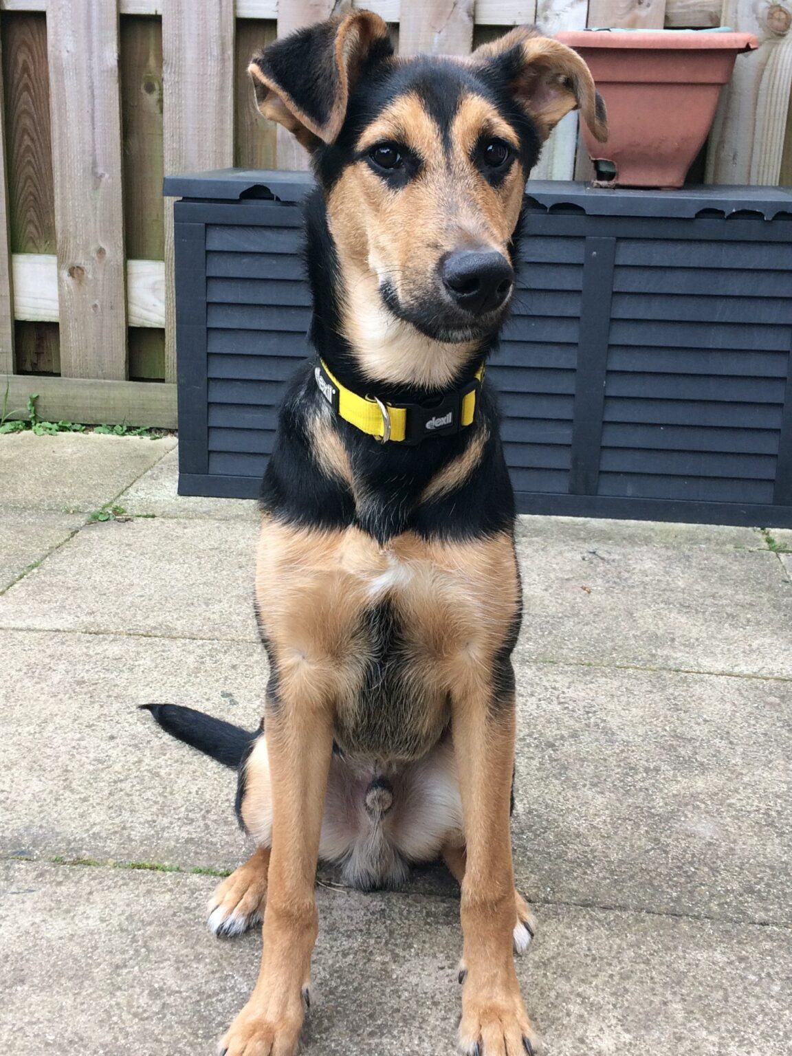 German Shepherd Greyhound Mix Personality, Look, Problems & More