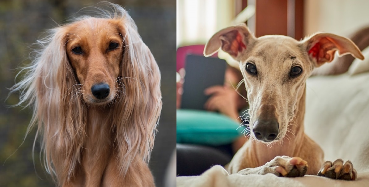 greyhound-saluki-similarities-differences