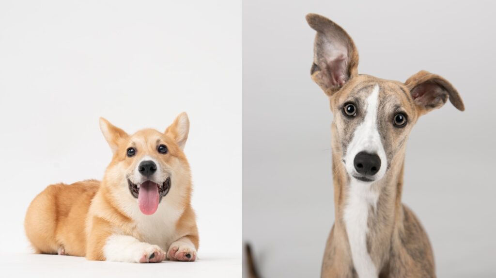 Greyhound corgi puppy mix, dog veterinary care