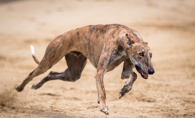 rampur greyhound india hound dog