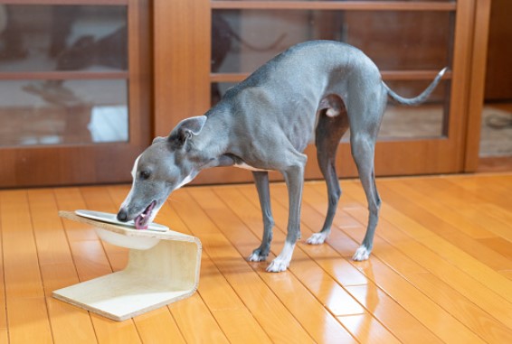 greyhound elevated bowl