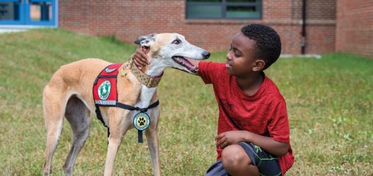 can greyhounds be service dogs