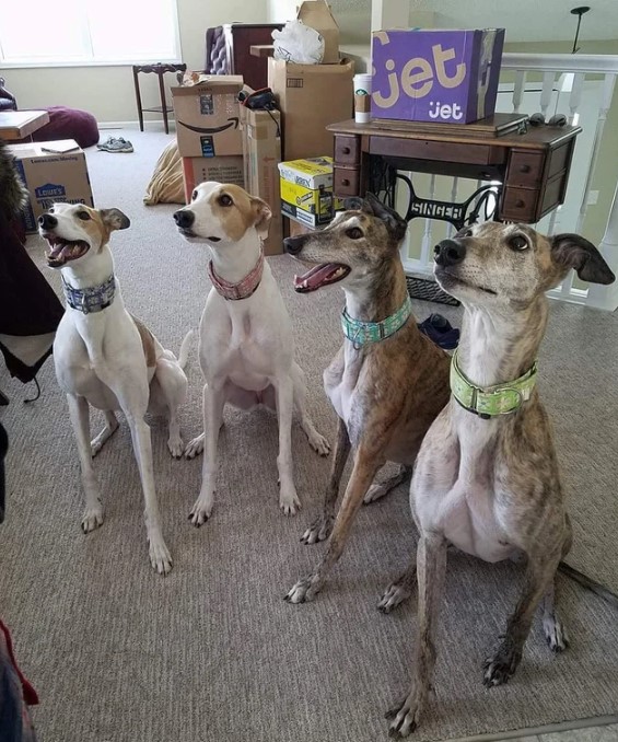 four greyhounds sitting