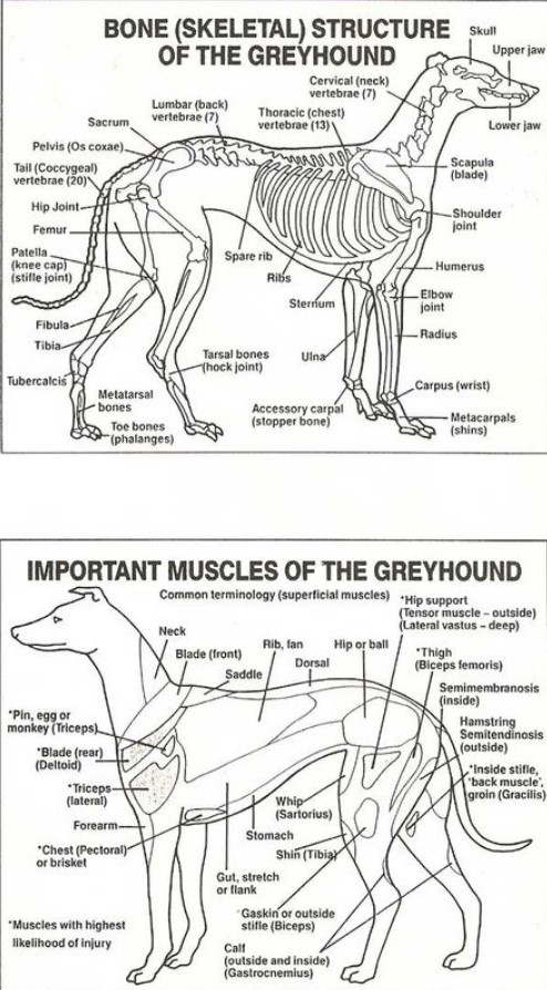 greyhound anatomy
