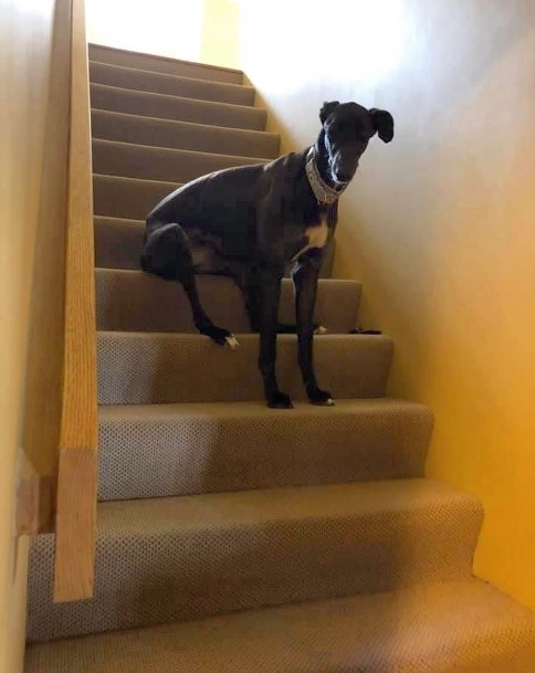 greyhound sitting on stairs