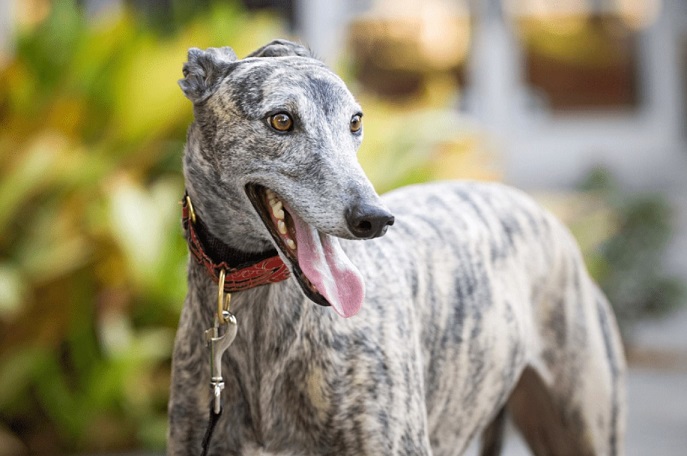 greyhound with tongue out