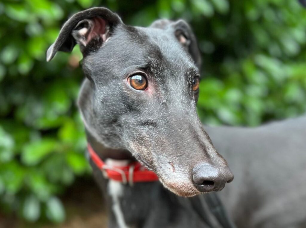 how smart are greyhounds