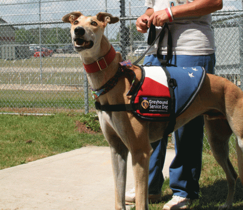 greyhound service dogs