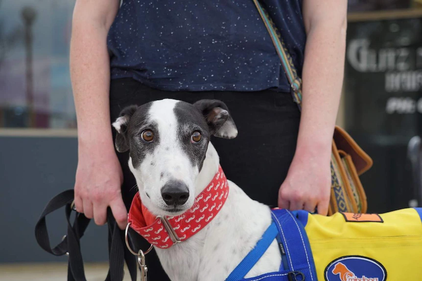 Greyhounds as service dogs