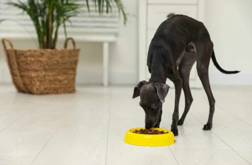 black italian greyhound eating