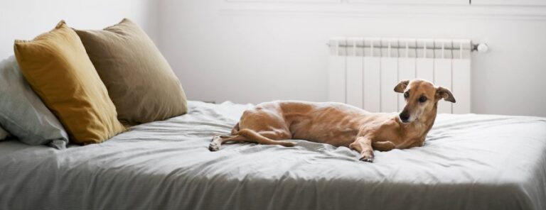 lazy greyhound