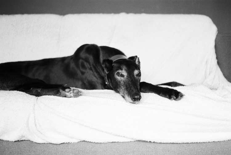 black greyhound lying down