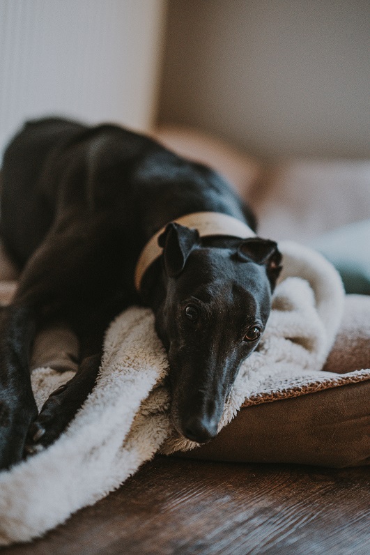 black greyhound needing affection