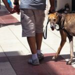 brown greyhound walking with leash