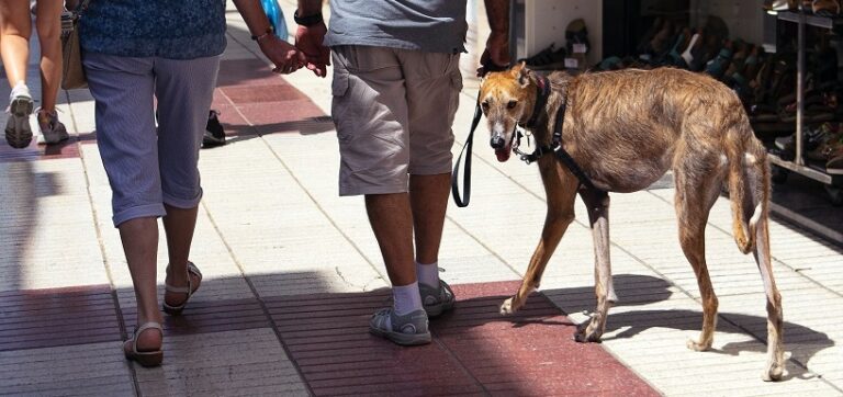 brown greyhound walking with leash
