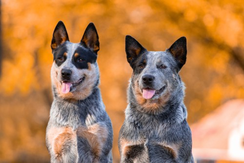 Blue Heeler puppies