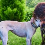 how often should greyhounds poop