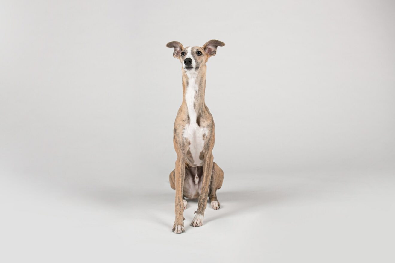 Why Do Greyhounds Lean on You Understanding the Behavior